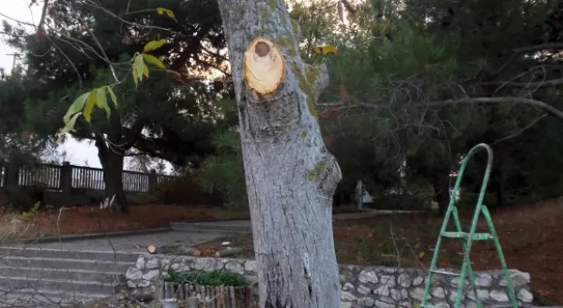 Забор строят – деревья пилят? Учёные и экологи: «Доколе?» и «Кто ответит?»