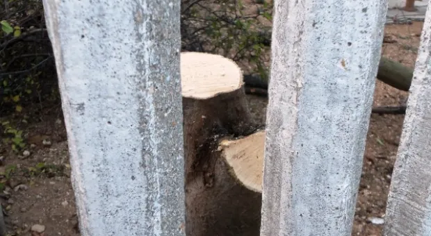 Забор строят – деревья пилят? Учёные и экологи: «Доколе?» и «Кто ответит?»