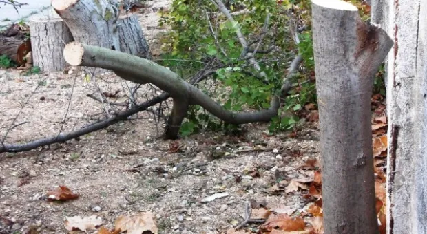 Забор строят – деревья пилят? Учёные и экологи: «Доколе?» и «Кто ответит?»