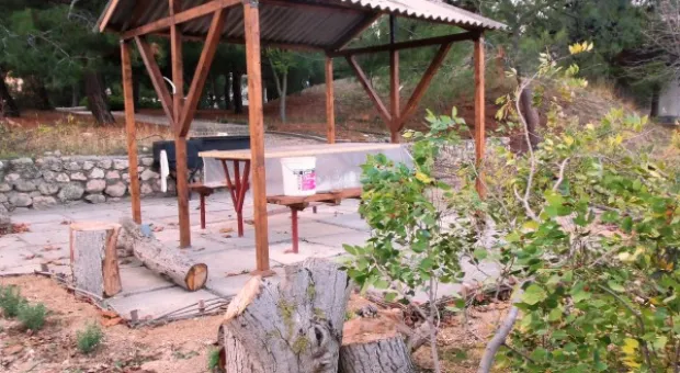 Забор строят – деревья пилят? Учёные и экологи: «Доколе?» и «Кто ответит?»