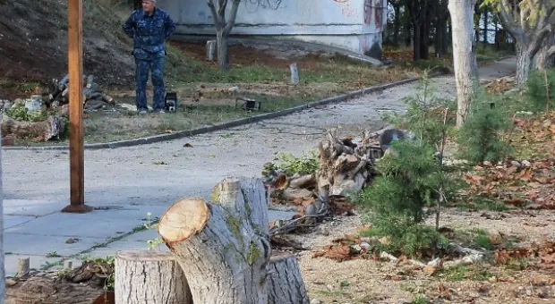 Забор строят – деревья пилят? Учёные и экологи: «Доколе?» и «Кто ответит?»