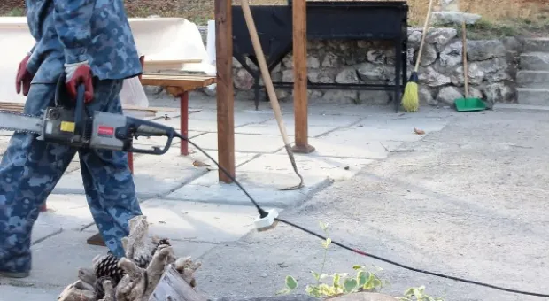 Забор строят – деревья пилят? Учёные и экологи: «Доколе?» и «Кто ответит?»