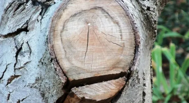 Забор строят – деревья пилят? Учёные и экологи: «Доколе?» и «Кто ответит?»