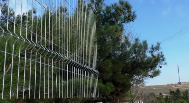 Забор строят – деревья пилят? Учёные и экологи: «Доколе?» и «Кто ответит?»