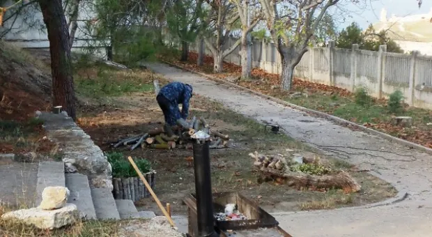 Забор строят – деревья пилят? Учёные и экологи: «Доколе?» и «Кто ответит?»