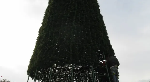 В Севастополе на площади Нахимова установлена городская ёлка