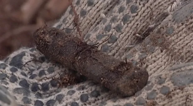 Во время строительных работ в лагере «Ласпи» обнаружены останки 12-ти защитников Севастополя