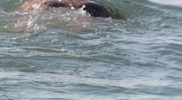 Декабрьские заплывы севастопольских «моржей»