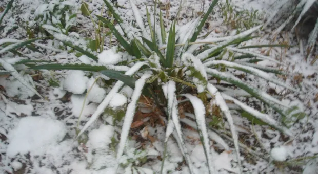 9 января. Первый севастопольский снежок