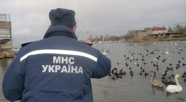 МЧС призывает подкармливать птиц в бухтах Севастополя