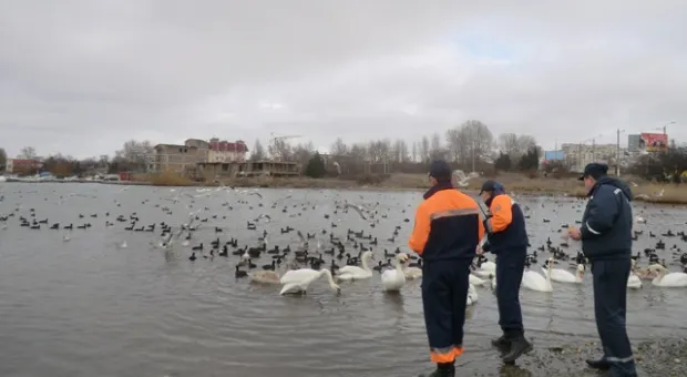 МЧС призывает подкармливать птиц в бухтах Севастополя