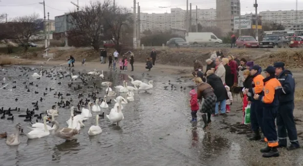 МЧС призывает подкармливать птиц в бухтах Севастополя