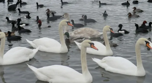 МЧС призывает подкармливать птиц в бухтах Севастополя