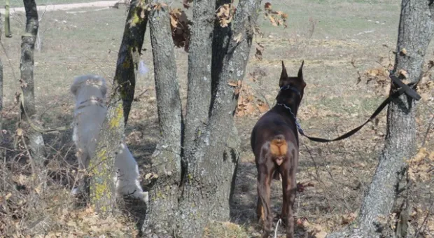 В Севастополе собаки-спасатели учились искать пострадавших людей