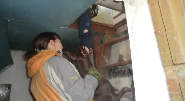 В Севастополе собаки-спасатели учились искать пострадавших людей