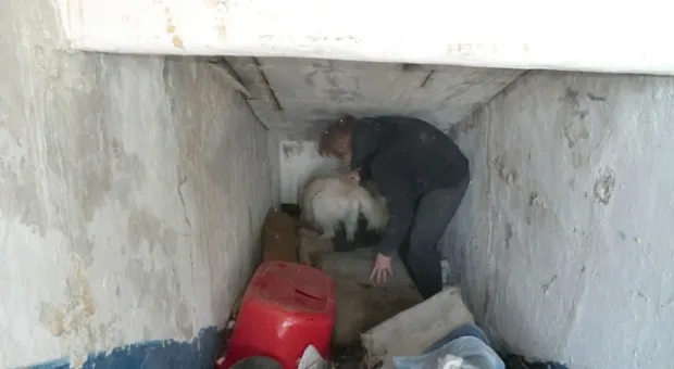 В Севастополе собаки-спасатели учились искать пострадавших людей