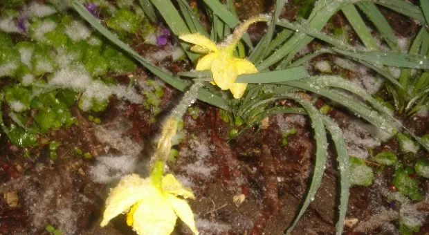 ... и отдалённые седой зимы угрозы