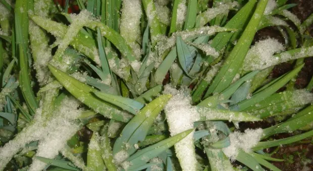 ... и отдалённые седой зимы угрозы