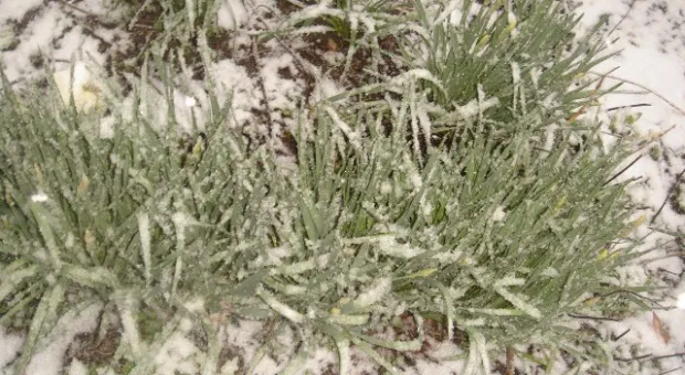 ... и отдалённые седой зимы угрозы