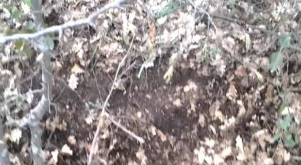 В Севастополе при разминировании лесополосы обнаружены пять баллонов с ртутью