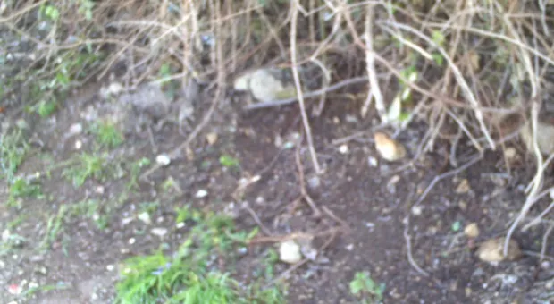 Севастопольцы с улицы Прутовцев дружно вышли на субботник