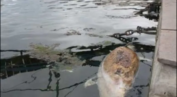 Когда из балаклавской бухты, наконец, уберут останки дельфина?