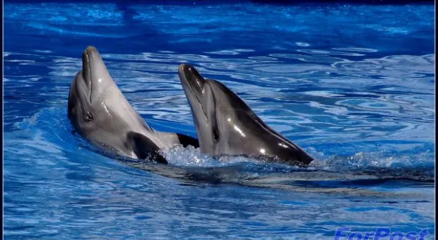 Противостояние за Дельфинарий. Итоги первого дня