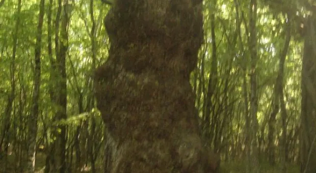 "Здесь чувствуешь величие богов..." Крымские прогулки