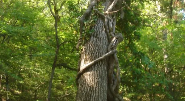 "Здесь чувствуешь величие богов..." Крымские прогулки