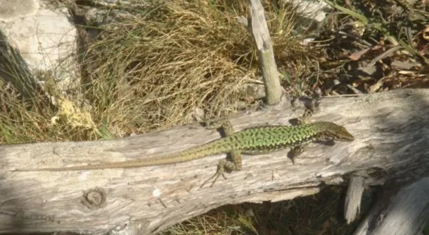 "Здесь чувствуешь величие богов..." Крымские прогулки