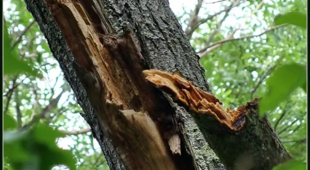Где финиш может наступить уже на старте... В Севастополе есть целый парк гнилых деревьев