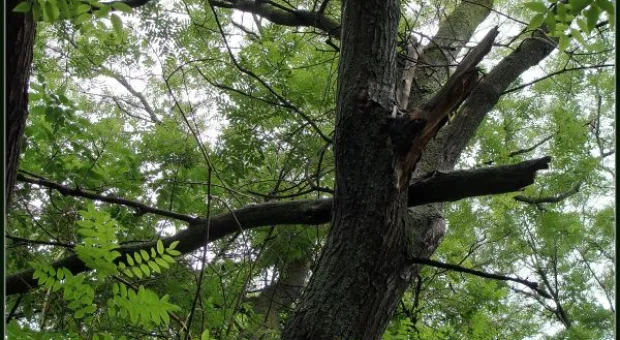 Где финиш может наступить уже на старте... В Севастополе есть целый парк гнилых деревьев