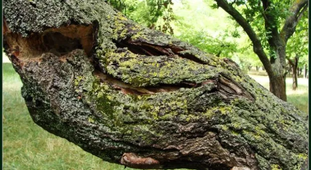 Где финиш может наступить уже на старте... В Севастополе есть целый парк гнилых деревьев