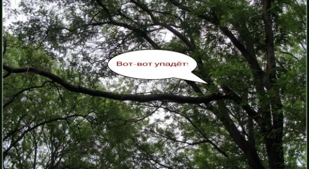 Где финиш может наступить уже на старте... В Севастополе есть целый парк гнилых деревьев