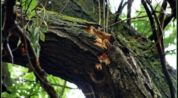 Где финиш может наступить уже на старте... В Севастополе есть целый парк гнилых деревьев