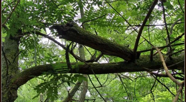 Где финиш может наступить уже на старте... В Севастополе есть целый парк гнилых деревьев