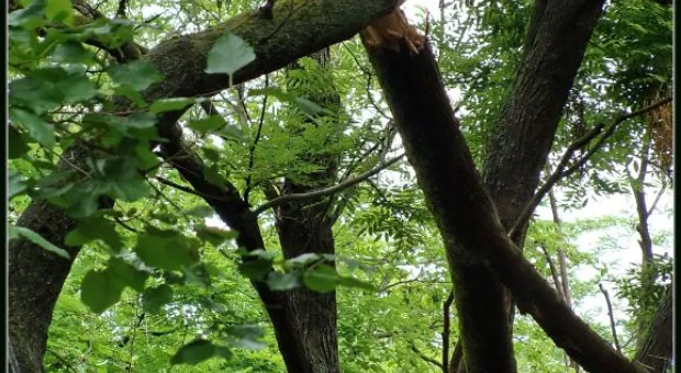 Где финиш может наступить уже на старте... В Севастополе есть целый парк гнилых деревьев