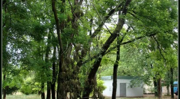 Где финиш может наступить уже на старте... В Севастополе есть целый парк гнилых деревьев