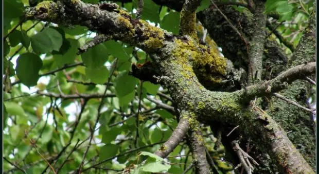 Где финиш может наступить уже на старте... В Севастополе есть целый парк гнилых деревьев