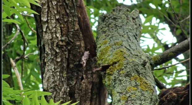 Где финиш может наступить уже на старте... В Севастополе есть целый парк гнилых деревьев