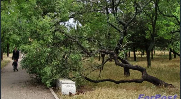 Где финиш может наступить уже на старте... В Севастополе есть целый парк гнилых деревьев