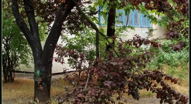 Где финиш может наступить уже на старте... В Севастополе есть целый парк гнилых деревьев