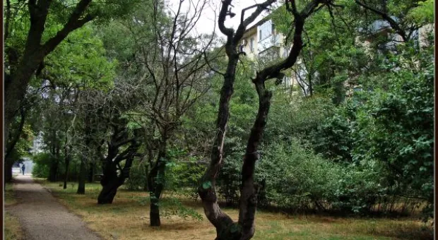 Где финиш может наступить уже на старте... В Севастополе есть целый парк гнилых деревьев