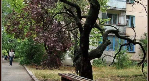 Где финиш может наступить уже на старте... В Севастополе есть целый парк гнилых деревьев
