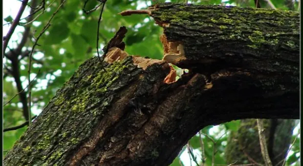 Где финиш может наступить уже на старте... В Севастополе есть целый парк гнилых деревьев