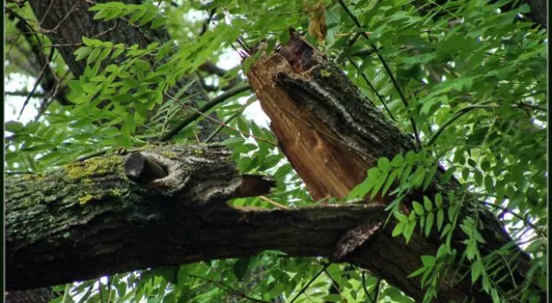 Где финиш может наступить уже на старте... В Севастополе есть целый парк гнилых деревьев