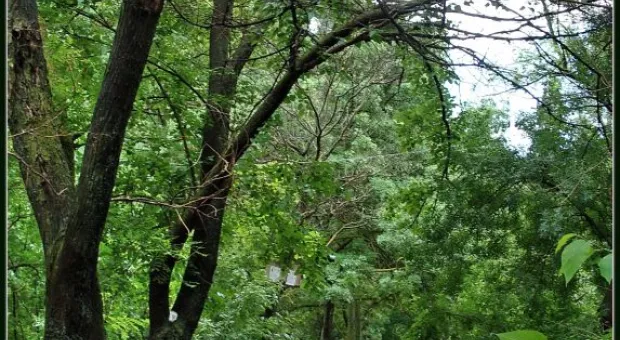 Где финиш может наступить уже на старте... В Севастополе есть целый парк гнилых деревьев