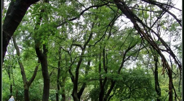 Где финиш может наступить уже на старте... В Севастополе есть целый парк гнилых деревьев