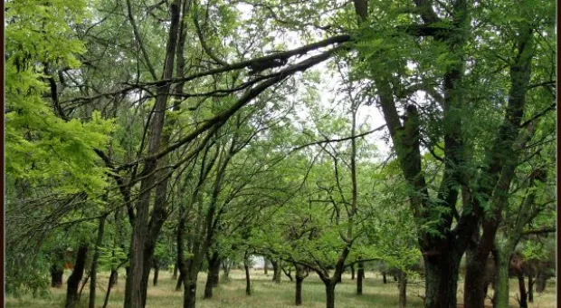Где финиш может наступить уже на старте... В Севастополе есть целый парк гнилых деревьев