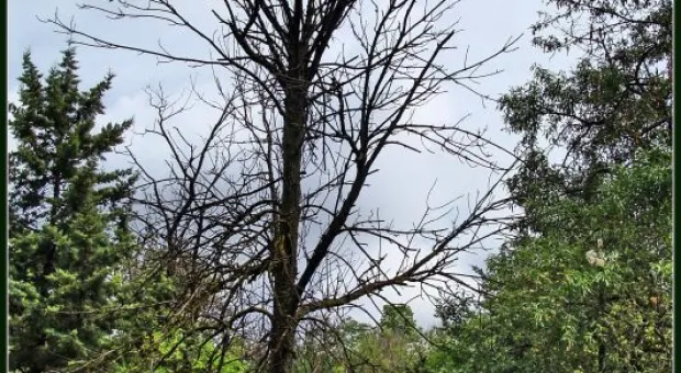 Где финиш может наступить уже на старте... В Севастополе есть целый парк гнилых деревьев